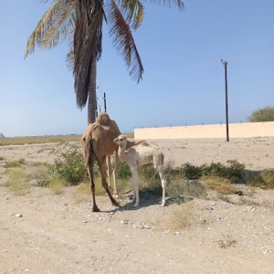 al-sawadi-beach-5