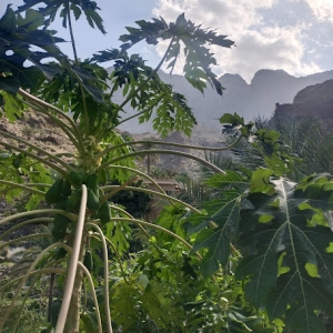 wadi-al-sahtan-3