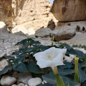 wadi-bani-khalid