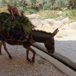 wadi-shab-5