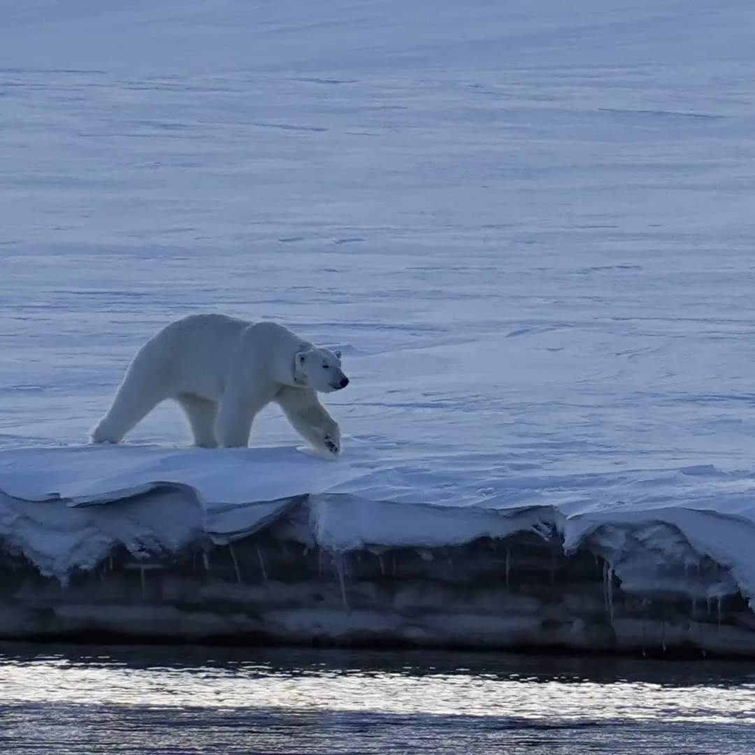 Špicberky - ráj pro polárníky, freeridery i dobrodruhy. | Lezec-shop.cz